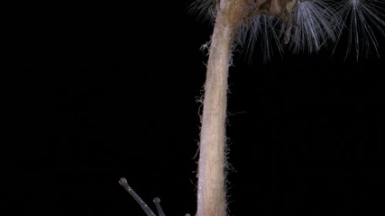 Close-up, small snail crawling along a dandelion stalk towards a seedhead on black background. Macro shots, 4K - 50fps 