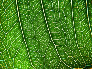texture of green leaf. Concept of natural background