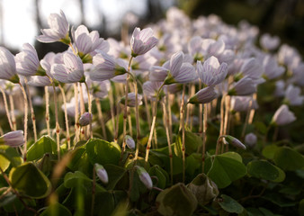 Kwitnący Szczawik zajęczy (Oxalis acetosella L.) w wiosennym lesie