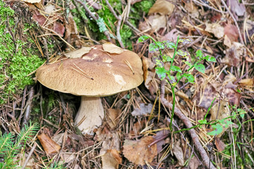 Mushroom boletus in the autumn forest Close-Up