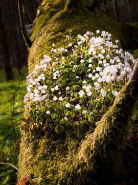 Kwitnący Szczawik zajęczy (Oxalis acetosella L.) w wiosennym lesie