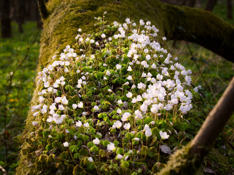 Kwitnący Szczawik zajęczy (Oxalis acetosella L.) w wiosennym lesie