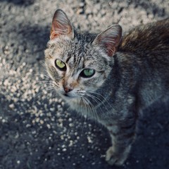 Obraz premium grey stray cat in the street