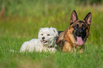dog and dog