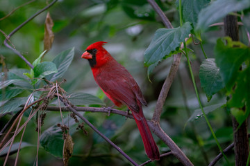 red cardinal bird