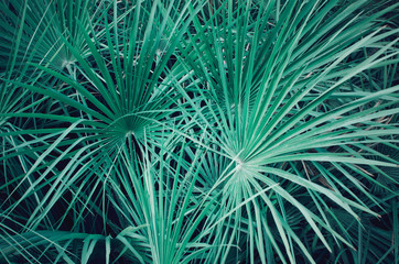 Closeup of a palmetto serenoa leaves. Electric green background