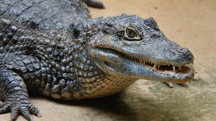 crocodile with mouth open