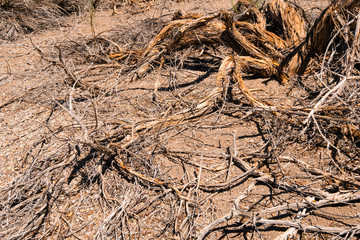 driep up plants, drought tree in desert landscape -