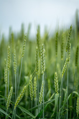 Closeup of green wheats on the field