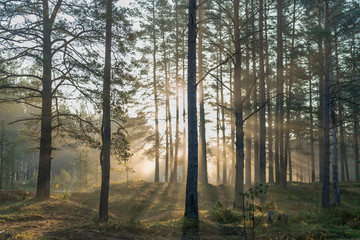 Beautiful sunrise light rays shining through the trees in the pine forest