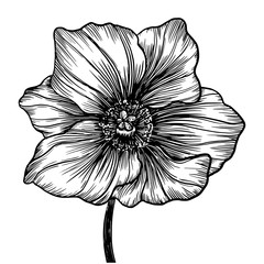 Fototapeta premium flower isolated on white background