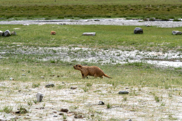 Brown marmot moving on the green glass in summer season in Leh, Ladakh India.