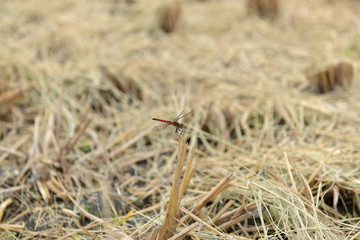 稲刈り後の田んぼに止まる赤とんぼ