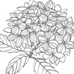 Hydrangea graphic illustration in vintage style. Flowers drawing and sketch with line-art on white backgrounds. Botanical plant illustration