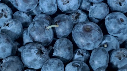  Detail of Blueberries. Macro trucking shot. Camera moves sideway to the right side. Close-up, Top view. Bog bilberry, bog blueberry, northern bilberry or western blueberry (Vaccinium uliginosum)