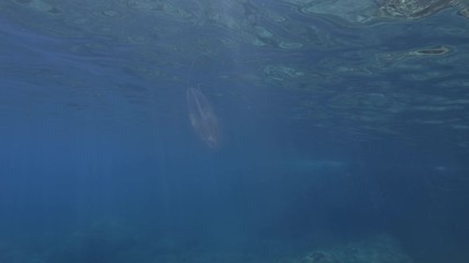 Comb Jelly swims in the blue water in sunray. American comb jelly, Warty Comb Jelly or Sea Walnut (Mnemiopsis leidyi) Underwater shot. Mediterranean Sea, Europe.