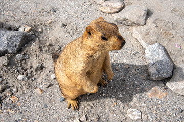 Brown marmot moving on the green glass in summer season in Leh, Ladakh India.
