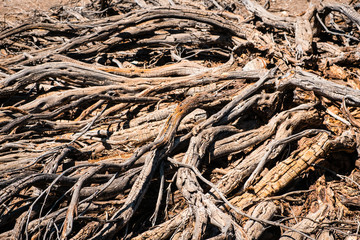 driep up  bush or dry tree in desert landscape  - drought  -