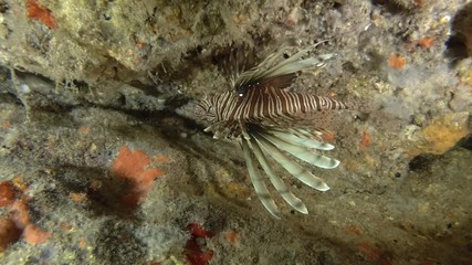Lionfish is hiding in a cave, standing upside down, clinging to the reef and swim out. Red Lionfish or Common Lionfish (Pterois volitans) Underwater shot. Mediterranean Sea, Europe.