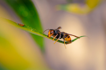 insect on leaf
