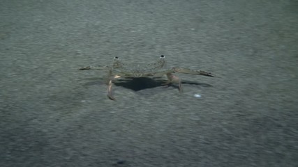 Swimming Crab run along the sandy seabed in the night. Gray swimming crab (Portunus hastatus) Underwater shot. Mediterranean Sea, Europe.