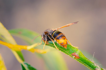insect on leaf