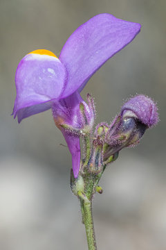 Linaria clementei