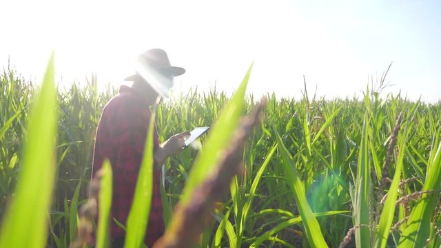 smart lifestyle farming concept slow motion video. man agronomist holds tablet touch pad computer in the corn field is studying and examining crops before harvesting. Agribusiness concept. male farmer