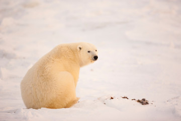 POLAR BEAR (Ursus maritimus), Churchill, Hudson Bay, Manitoba, Canada, America