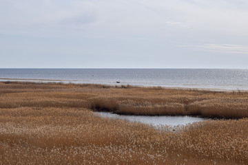 view of the seaside meadows, which is the largest massif of such meadows in Latvia, It is an important nesting site for waders and waterfowl, Randu meadows, Latvia