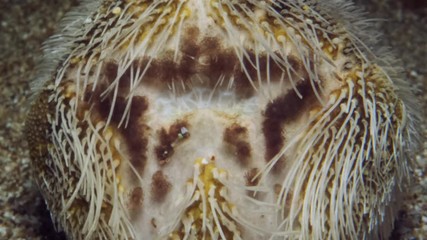 mouth of a Sea Urchin Potato burrows in sand on the seabed. Sea Potato or Common Heart Urchin (Echinocardium cordatum) Underwater shot. Mediterranean Sea, Europe.
