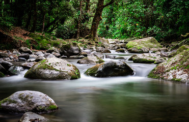Naklejka na ściany i meble Savegre river flow, San Gerardo de Dota, Costa Rica. Calm stream. yoga concept.
