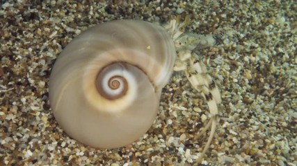 Сlose-up of Small hermit crab or South-claw hermit crab (Diogenes pugilator) Underwater shot. Mediterranean Sea, Europe.
