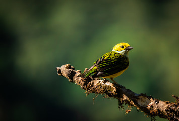 silver-throated tanager (Tangara icterocephala) at San Gerardo de Dota, Costa Rica. 