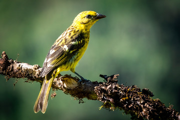 flame-colored tanager female (Piranga bidentata) or stripe-backed tanager. At San Gerardo de Dota, los quetzales national park, Costa Rica. 