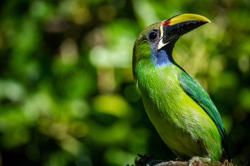 Northern emerald toucanet (Aulacorhynchus prasinus), small toucan. Beautiful bird at San Gerardo de Dota, Costa Rica