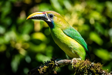 Northern emerald toucanet (Aulacorhynchus prasinus), small toucan. Beautiful bird at San Gerardo de Dota, Costa Rica