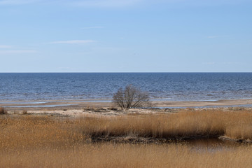 view of the seaside meadows, which is the largest massif of such meadows in Latvia, It is an important nesting site for waders and waterfowl, Randu meadows, Latvia