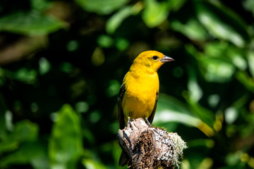 flame-colored tanager immature male (Piranga bidentata) or stripe-backed tanager. At San Gerardo de Dota, los quetzales national park, Costa Rica. 