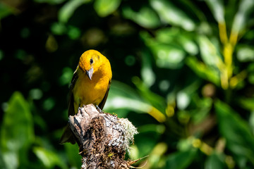 flame-colored tanager immature male (Piranga bidentata) or stripe-backed tanager. At San Gerardo de Dota, los quetzales national park, Costa Rica. 