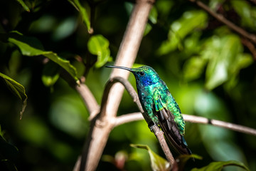 Lesser violetear (colibri cyanotus) or mountain violet-ear, formerly known as green violetear. Bird found in the highlands of Costa Rica, San Gerardo de Dota. 