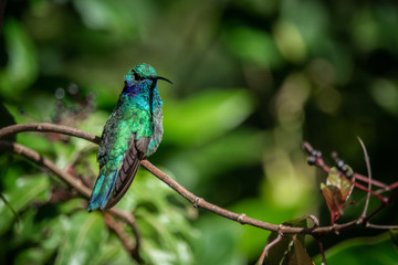 Obraz premium Lesser violetear (colibri cyanotus) or mountain violet-ear, formerly known as green violetear. Bird found in the highlands of Costa Rica, San Gerardo de Dota. 