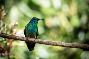 Lesser violetear (colibri cyanotus) or mountain violet-ear, formerly known as green violetear. Bird...