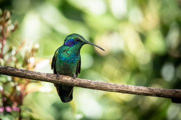 Lesser violetear (colibri cyanotus) or mountain violet-ear, formerly known as green violetear. Bird found in the highlands of Costa Rica, San Gerardo de Dota. 