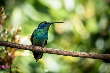 Lesser violetear (colibri cyanotus) or mountain violet-ear, formerly known as green violetear. Bird found in the highlands of Costa Rica, San Gerardo de Dota. 