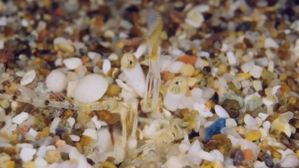 Extreme close-up of eyes and antennae of burrowed Small hermit crab or South-claw hermit crab (Diogenes pugilator) Underwater shot. Mediterranean Sea, Europe.