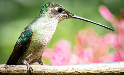 Rivoli's hummingbird or magnificent hummingbird (Eugenes fulgens) female at Boquete, Panama.