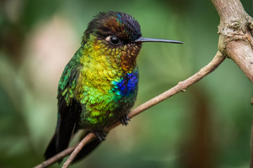 Fiery throated hummingbird, San Gerardo de Dota, Costa Rica. A Small bird found in the high elevation forests of Costa Rica and Panama. 