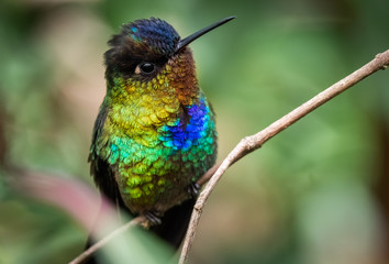 Fiery throated hummingbird, San Gerardo de Dota, Costa Rica. A Small bird found in the high elevation forests of Costa Rica and Panama.  © Jeroen