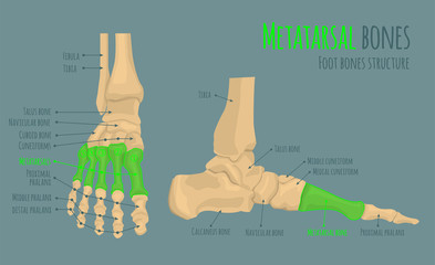 Foot bones anatomy